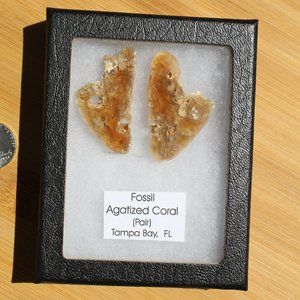 Fossil Agatized Coral